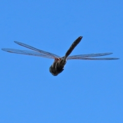 Adversaeschna brevistyla at Fyshwick, ACT - 21 Feb 2021