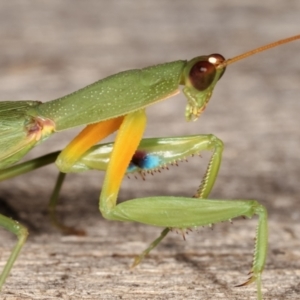 Orthodera ministralis at Melba, ACT - 19 Feb 2021