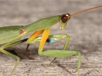 Orthodera ministralis (Green Mantid) at Melba, ACT - 19 Feb 2021 by kasiaaus