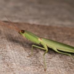 Orthodera ministralis at Melba, ACT - 19 Feb 2021