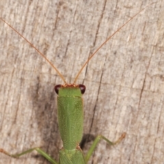 Orthodera ministralis at Melba, ACT - 19 Feb 2021