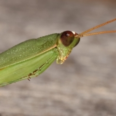 Orthodera ministralis at Melba, ACT - 19 Feb 2021