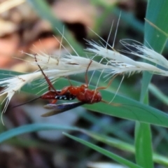 Lissopimpla excelsa (Orchid dupe wasp, Dusky-winged Ichneumonid) at Jerrabomberra Wetlands - 21 Feb 2021 by RodDeb