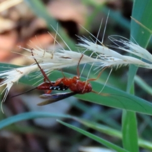 Lissopimpla excelsa at Fyshwick, ACT - 21 Feb 2021