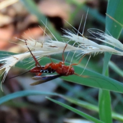 Lissopimpla excelsa (Orchid dupe wasp, Dusky-winged Ichneumonid) at Jerrabomberra Wetlands - 21 Feb 2021 by RodDeb