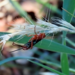 Lissopimpla excelsa at Fyshwick, ACT - 21 Feb 2021