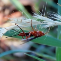 Lissopimpla excelsa at Fyshwick, ACT - 21 Feb 2021