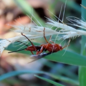 Lissopimpla excelsa at Fyshwick, ACT - 21 Feb 2021