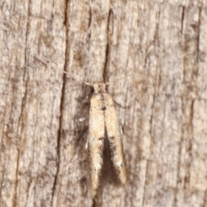 Blastobasis (genus) at Melba, ACT - 19 Feb 2021 10:03 PM