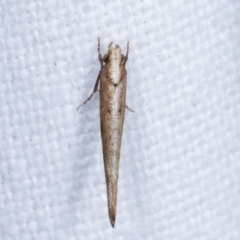 Zelleria cynetica (Rectangular Ermine Moth) at Melba, ACT - 19 Feb 2021 by kasiaaus