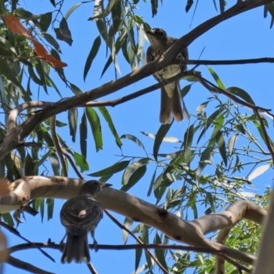 Oriolus sagittatus (Olive-backed Oriole) at Fyshwick, ACT - 21 Feb 2021 by RodDeb