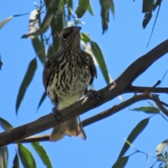 Oriolus sagittatus at Fyshwick, ACT - 21 Feb 2021