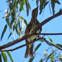 Oriolus sagittatus at Fyshwick, ACT - 21 Feb 2021