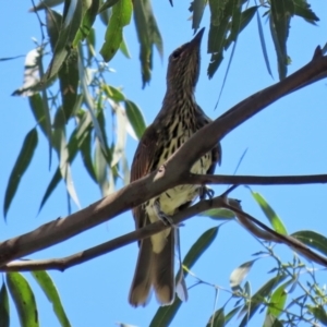 Oriolus sagittatus at Fyshwick, ACT - 21 Feb 2021