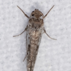 Lepidoptera provisional species 1 at Melba, ACT - 19 Feb 2021