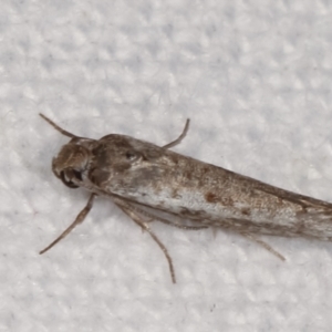 Lepidoptera provisional species 1 at Melba, ACT - 19 Feb 2021 10:05 PM