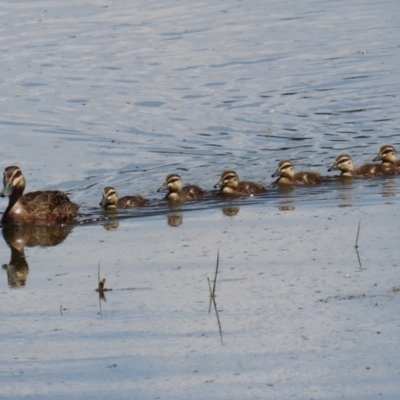 Anas superciliosa (Pacific Black Duck) at Fyshwick, ACT - 21 Feb 2021 by RodDeb