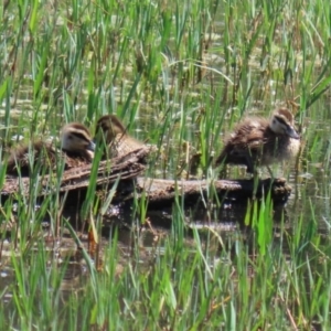 Anas superciliosa at Fyshwick, ACT - 21 Feb 2021