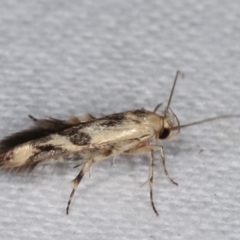 Stathmopoda melanochra (An Oecophorid moth (Eriococcus caterpillar)) at Melba, ACT - 19 Feb 2021 by kasiaaus