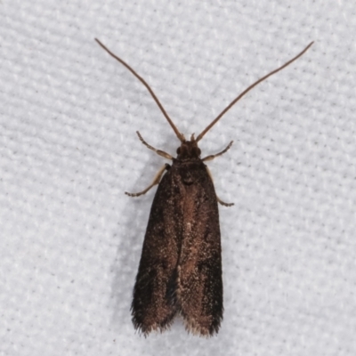 Lecithocera terrigena (Lecithocera terrigena) at Melba, ACT - 19 Feb 2021 by kasiaaus