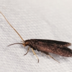 Lecithocera terrigena at Melba, ACT - 19 Feb 2021