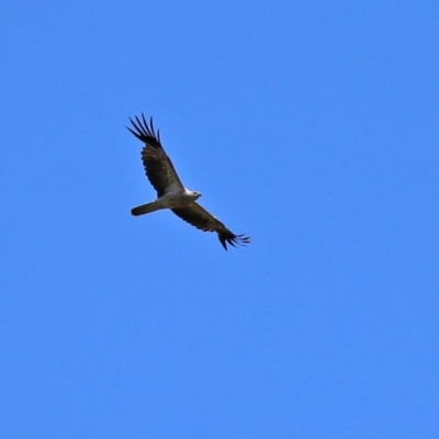 Haliastur sphenurus (Whistling Kite) at Jerrabomberra Wetlands - 21 Feb 2021 by RodDeb
