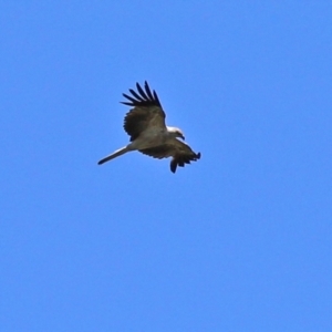 Haliastur sphenurus at Fyshwick, ACT - 21 Feb 2021