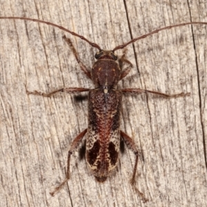 Phacodes personatus at Melba, ACT - 19 Feb 2021