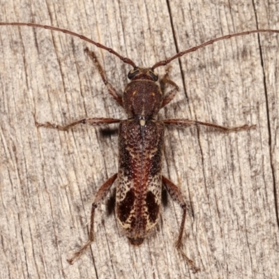 Phacodes personatus (Longhorn beetle) at Melba, ACT - 19 Feb 2021 by kasiaaus