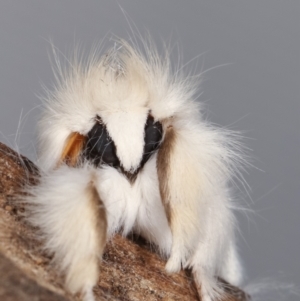 Trichiocercus sparshalli at Melba, ACT - 20 Feb 2021