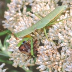 Orthodera ministralis (Green Mantid) at Tinderry, NSW - 20 Feb 2021 by Harrisi