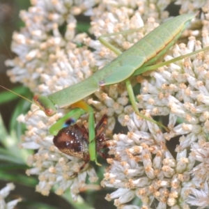 Orthodera ministralis at Tinderry, NSW - 20 Feb 2021