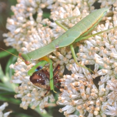 Orthodera ministralis (Green Mantid) at Tinderry Nature Reserve - 20 Feb 2021 by Harrisi