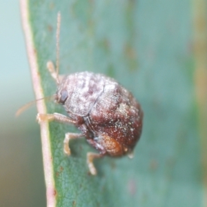 Cadmus (Lachnabothra) subgenus at Tinderry, NSW - 20 Feb 2021