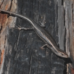 Pseudemoia spenceri (Spencer's Skink) at Tinderry Nature Reserve - 20 Feb 2021 by Harrisi