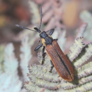 Rhinotia haemoptera at Tinderry, NSW - 20 Feb 2021