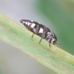 Diphucrania duodecimmaculata (12-spot jewel beetle) at Tinderry Nature Reserve - 20 Feb 2021 by Harrisi