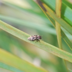 Diphucrania duodecimmaculata at Tinderry, NSW - 20 Feb 2021