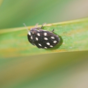 Diphucrania duodecimmaculata at Tinderry, NSW - 20 Feb 2021