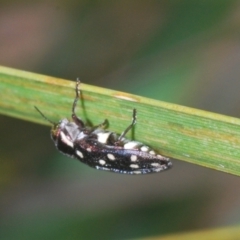 Diphucrania duodecimmaculata at Tinderry, NSW - 20 Feb 2021