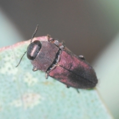Anilara angusta (A jewel beetle) at Tinderry Nature Reserve - 20 Feb 2021 by Harrisi