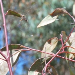 Anilara angusta at Tinderry, NSW - 20 Feb 2021