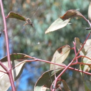 Anilara angusta at Tinderry, NSW - 20 Feb 2021