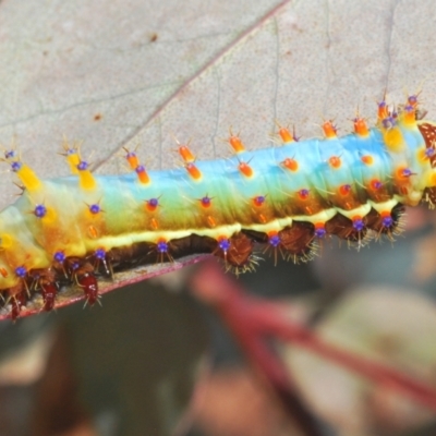 Opodiphthera eucalypti (Emperor Gum Moth) at Tinderry Nature Reserve - 20 Feb 2021 by Harrisi