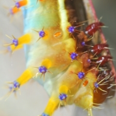 Opodiphthera eucalypti at Tinderry, NSW - 20 Feb 2021