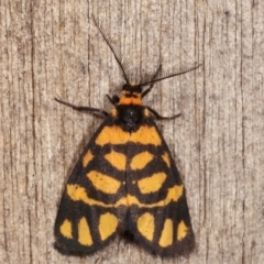 Asura lydia (Lydia Lichen Moth) at Melba, ACT - 20 Feb 2021 by kasiaaus