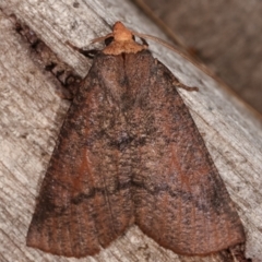 Fisera eribola (Orange-hooded Crest-moth) at Melba, ACT - 20 Feb 2021 by kasiaaus