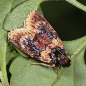 Araeopaschia undescribed spANIC19 at Melba, ACT - 20 Feb 2021