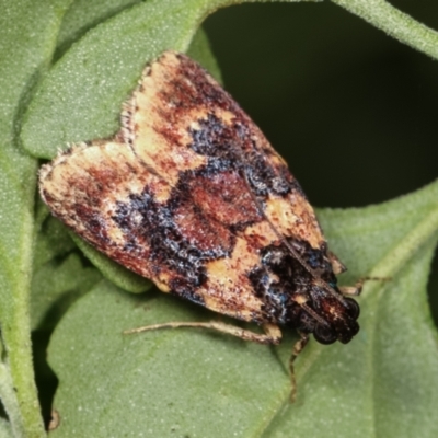 Araeopaschia undescribed spANIC19 (A Pyralid moth) at Melba, ACT - 19 Feb 2021 by kasiaaus