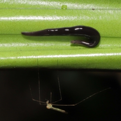 Anisorhynchodemus guttatus (Speckled flatworm) at Acton, ACT - 21 Feb 2021 by TimL